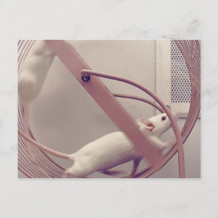 Running Wheel Mice Postcard