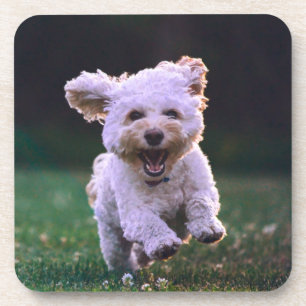 Running White Poodle Cute Dog Coaster