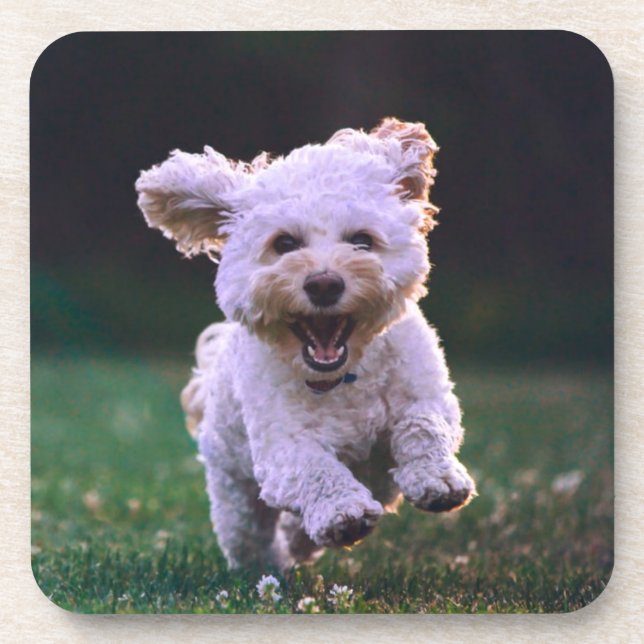 Running White Poodle Cute Dog Coaster (Front)