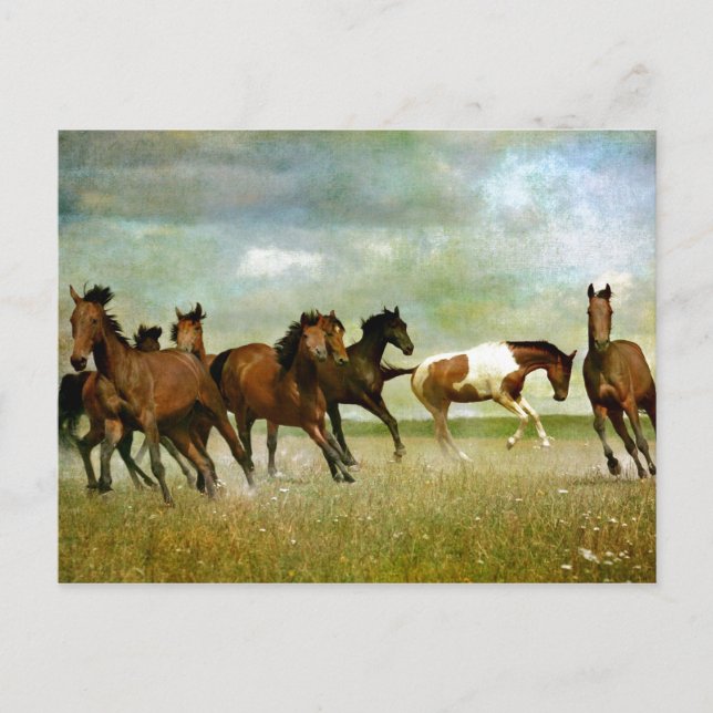 Running Wild Horses - Vintage Creative Art Postcard (Front)