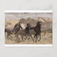Running with the wild ones