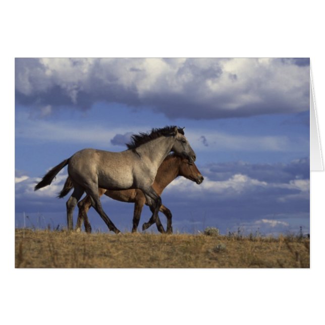 Running Yearlings (Front Horizontal)