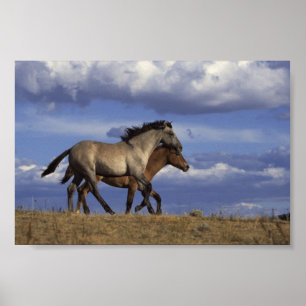 Running Yearlings Poster
