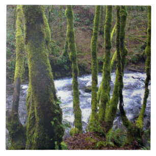Runoff from Bridal Veil Falls, OR Ceramic Tile