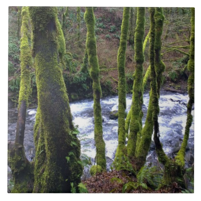 Runoff from Bridal Veil Falls, OR Ceramic Tile (Front)