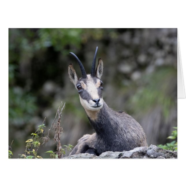 Rupicapra rupicapra (Front Horizontal)