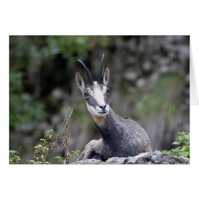 Rupicapra rupicapra (Front Horizontal)