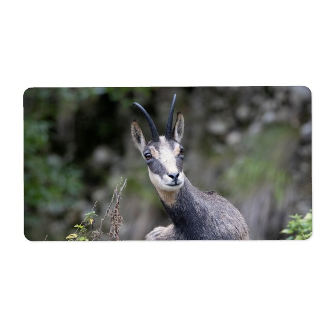 Rupicapra rupicapra (Front)