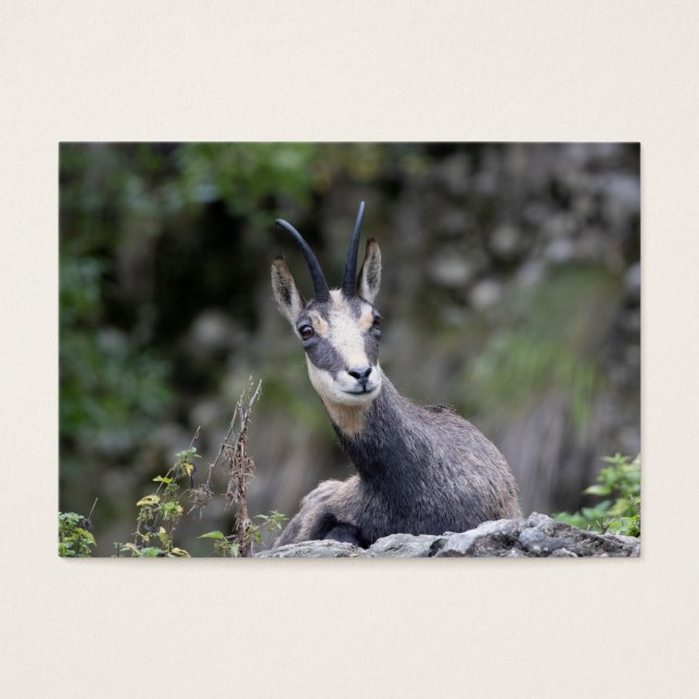 Rupicapra rupicapra (Front)