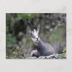 Rupicapra rupicapra postcard