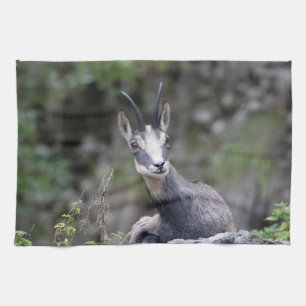 Rupicapra rupicapra tea towel