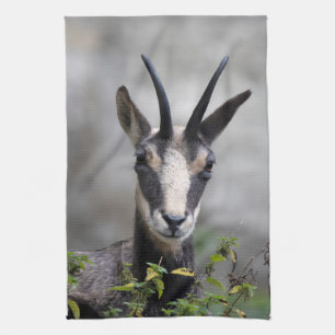 Rupicapra rupicapra tea towel