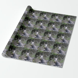 Rupicapra rupicapra wrapping paper