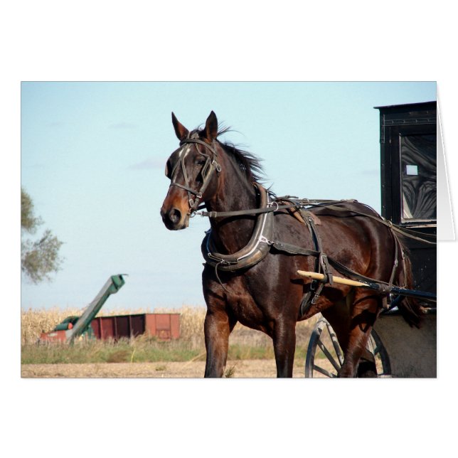 Rural Amish Horse and Buggy (Front Horizontal)