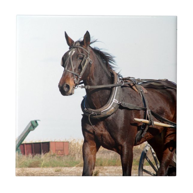 Rural Amish Horse and Buggy Tile (Front)