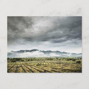 Rural Crop Fields Under Cloudy Sky Postcard