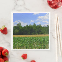 Rural landscape of a corn & wheat field & blue sky
