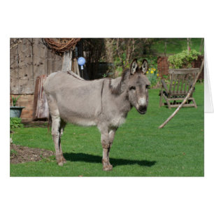 Rural Still Life With Donkey