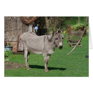 Rural Still Life With Donkey
