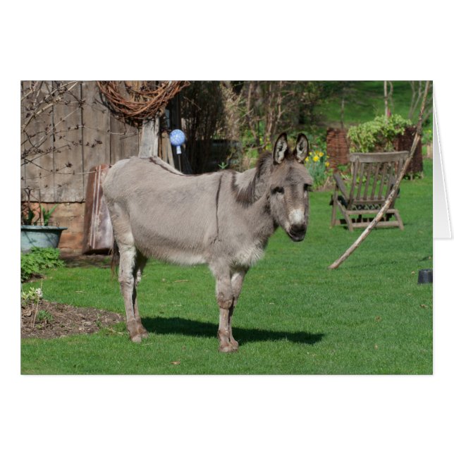 Rural Still Life With Donkey (Front Horizontal)