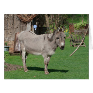 Rural Still Life With Donkey
