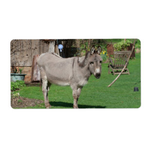 Rural Still Life With Donkey