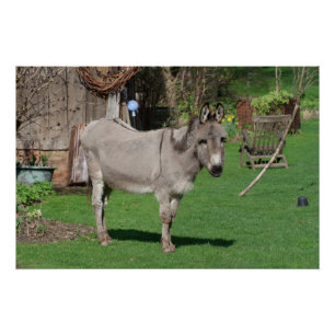 Rural Still Life With Donkey Poster