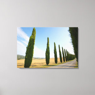 Rural Tree Lined Road, Tuscany Canvas Print