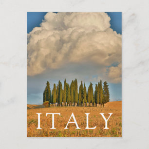 Rural Tuscany Cypress Trees Postcard