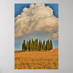 Rural Tuscany Cypress Trees Poster
