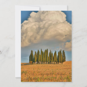 Rural Tuscany Cypress Trees Thank You Card