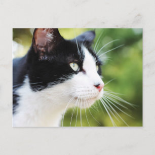 Russell 1 postcard