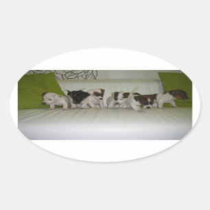 russell terrier puppy group.JPG Oval Sticker