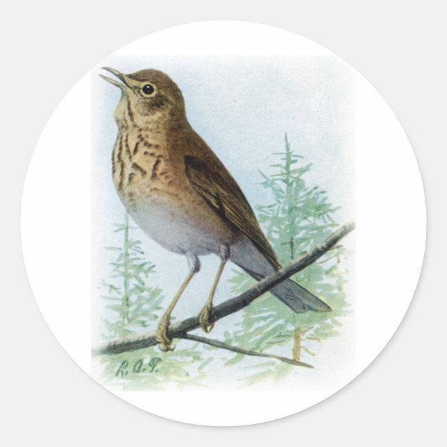 Russet-backed Thrush Classic Round Sticker (Front)