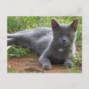 Russia Blue, Natasha Postcard