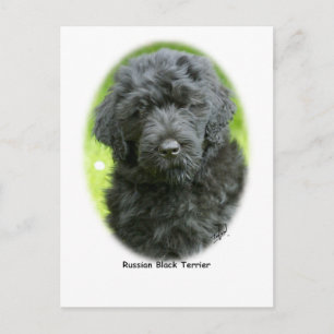 Russian Black Terrier Postcard