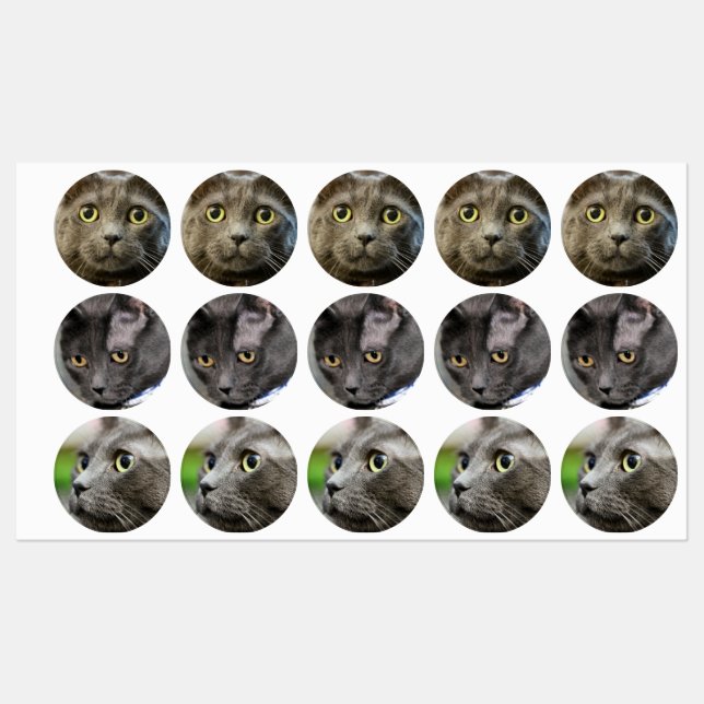 Russian Blue (Sheet)