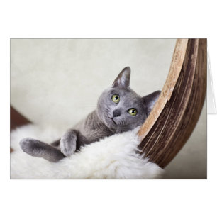 Russian Blue