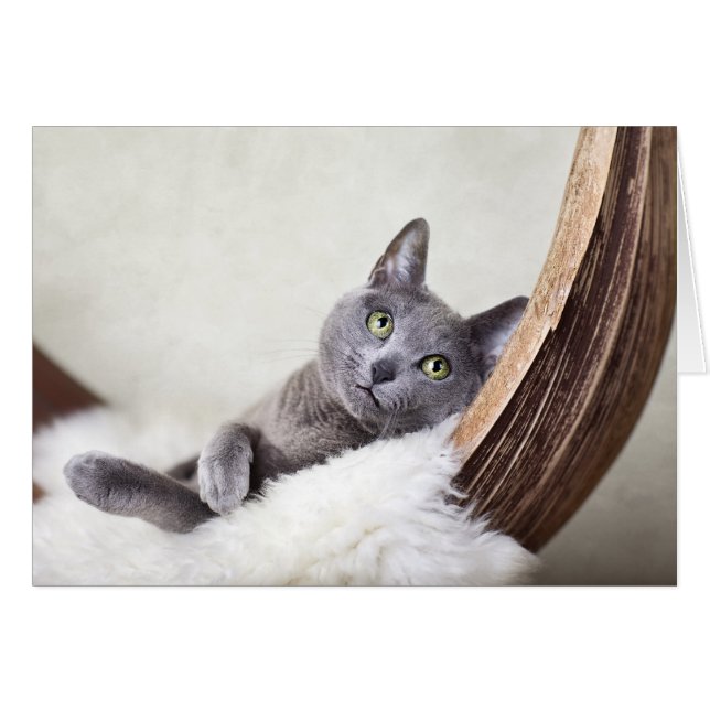 Russian Blue (Front Horizontal)