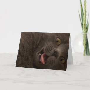 Russian Blue Cat Birthday Card Focus for a Cause
