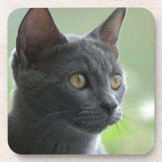 Russian Blue Cat Coaster