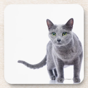 Russian Blue Cat Coaster
