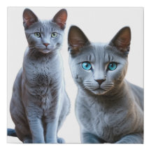 RUSSIAN BLUE CAT DESIGN 