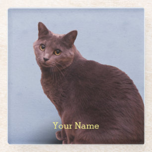 Russian Blue Cat Looking Glass Coaster