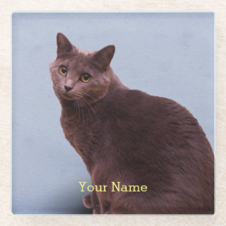 Russian Blue Cat Looking Glass Coaster