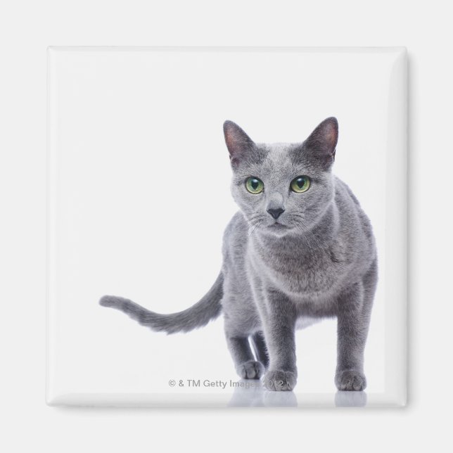 Russian Blue Cat Magnet (Front)
