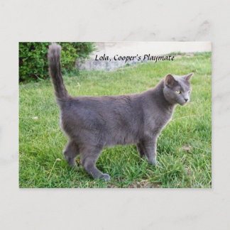 Russian Blue Cat On Grass - Postcard Lola Kitty