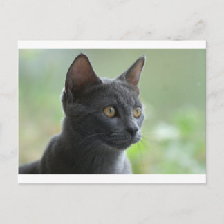 Russian Blue Cat Postcard
