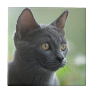 Russian Blue Cat Tile