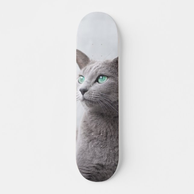 Russian Blue-Eyed Skateboard Cat (Front)